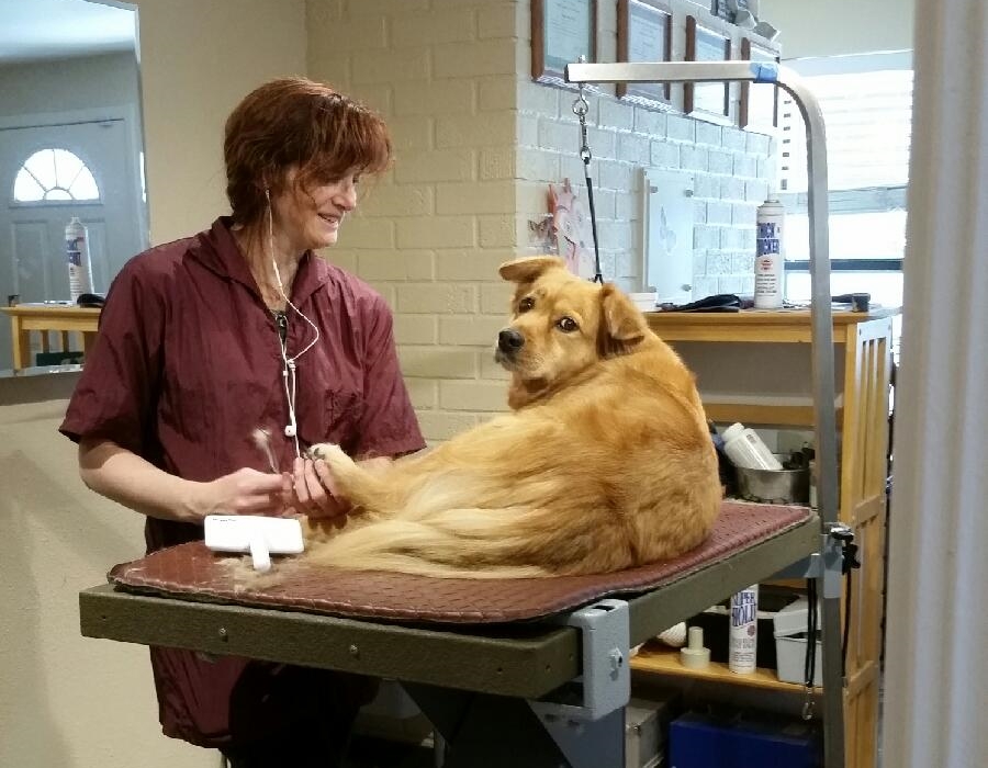 kimber dog wash Free Shipping Kimber Coat of Arms Dog T Shirt CafePress